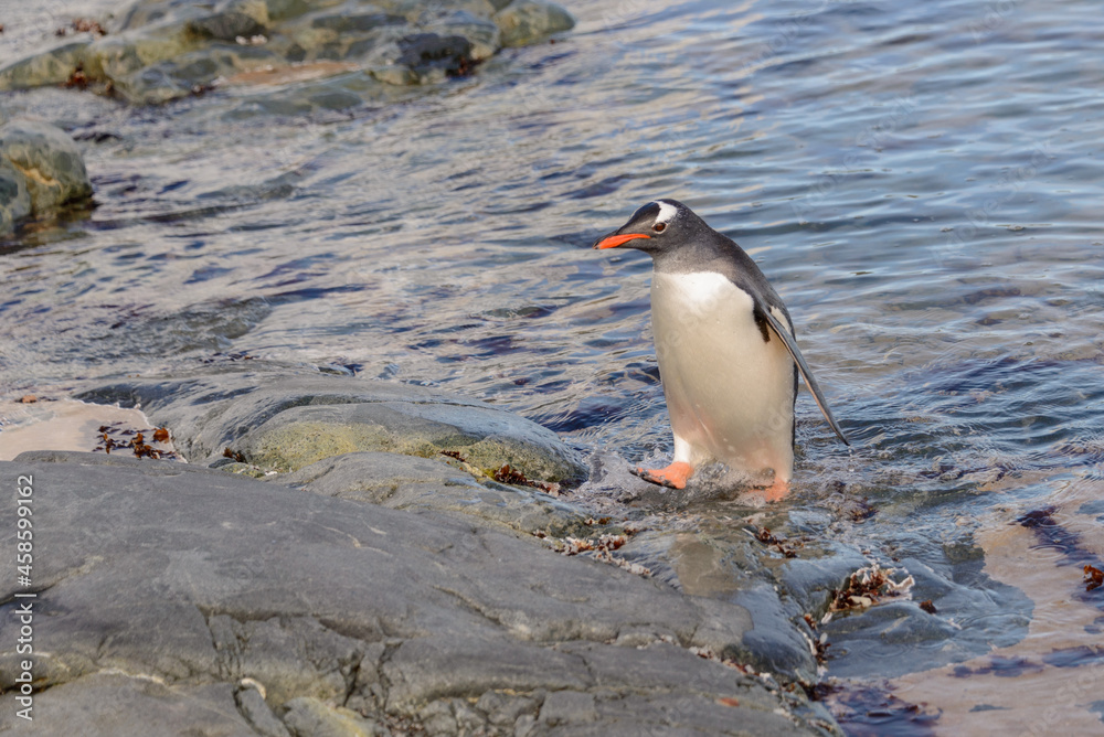 Fototapeta premium Gentoo penguin in water