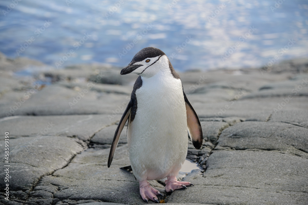 Obraz premium Chinstrap penguin on the rock close up