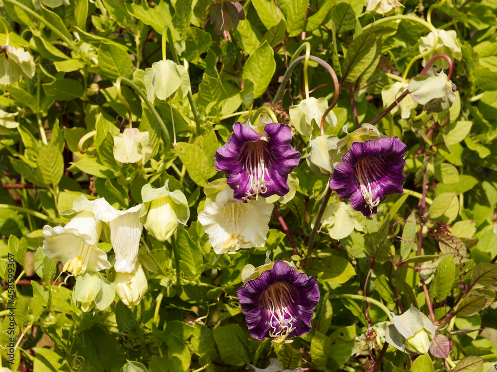 Cobaea scandens 'Violet Blue Bells' et 'Alba' | Cobée grimpante à fleurs  violette et blanc-crème,