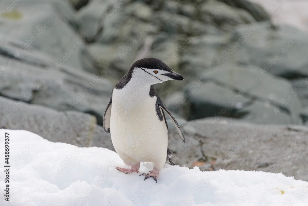 Obraz premium Chinstrap penguin on the snow in Antarctic