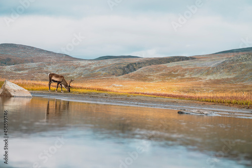 Arctic mountains reindeer antlers seasons  photo