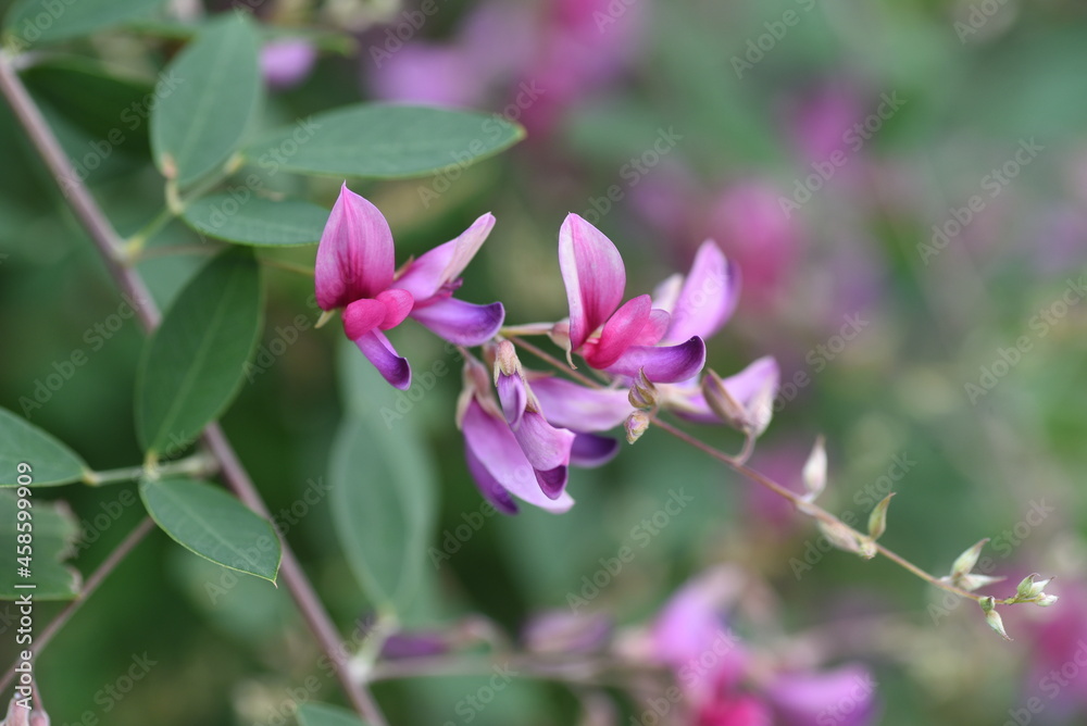 Japanese bush clover flowers. Japanese bush clover has beautiful magenta flowers on its supple branches from summer to autumn. 