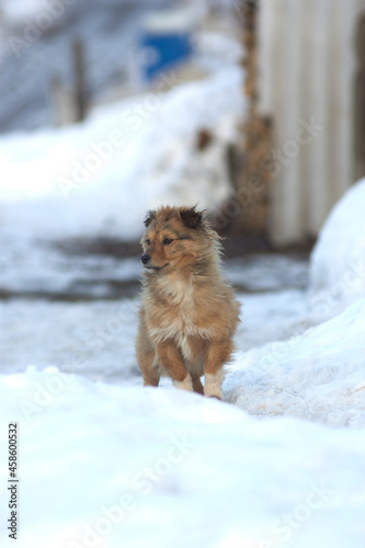 Little dog in winter