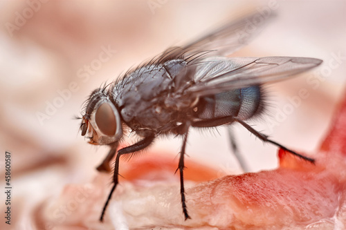 Аlesh-fly © Алексей Баландин