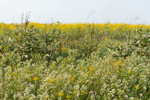 Native prairie plants in early fall; yellow and white wild flowers