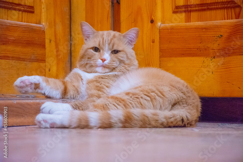 an important ginger cat lies on the doorstep. High quality photo