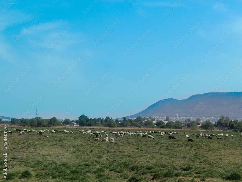 Fototapeta premium Cielo y Pastizal 