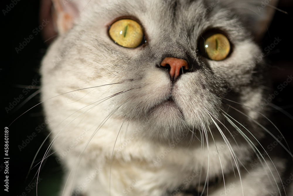 close up portrait of a cat close up portrait of a cat