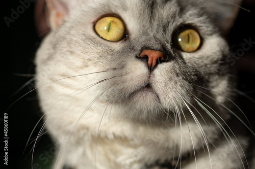 close up portrait of a cat