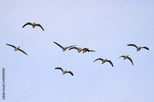 Flock of greylag geese in flight (Anser anser)