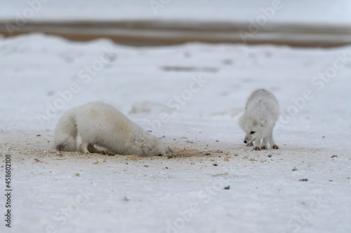 Wild arctic fox digging snow on the beach. White arctic fox looking for food in tundra.