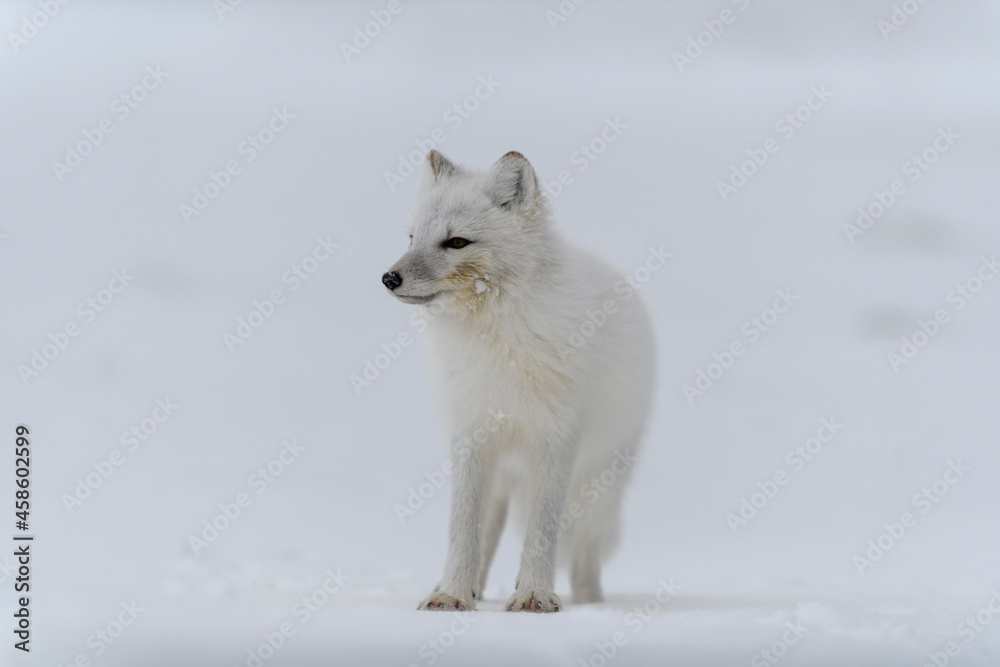 Arctic fox in winter time in Siberian tundra Arctic fox in winter time in Siberian tundra