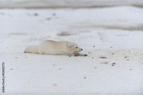 Arctic fox in winter time in Siberian tundra