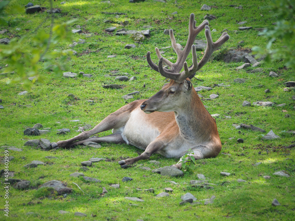 Dam deer with bucket antlers on a meadow Dam deer with bucket antlers on a meadow