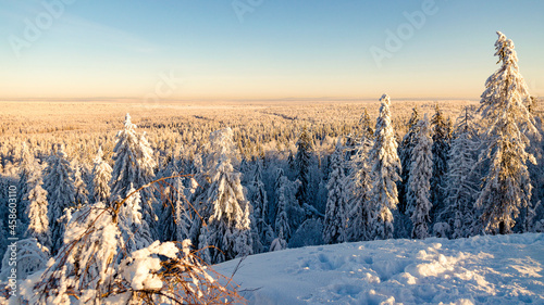 Winter forest at sunset © Родион Бондаренко