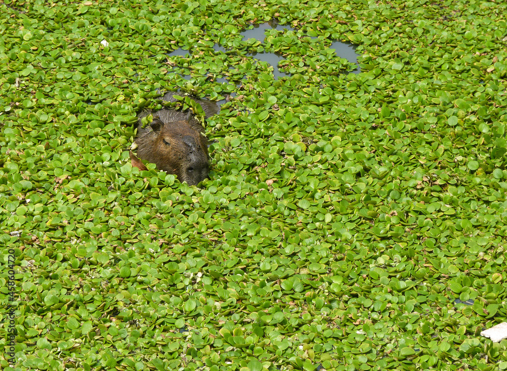 Capybara in the river covered by green water plants Capybara in the river covered by green water plants