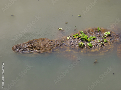 Crocodile floating in the water of Canal das Taxas in Rio de Janeiro