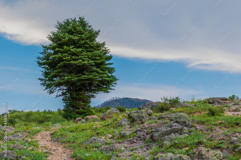 Lone tree greets passing hikers at the Hidden Valley Trail in the Valles Caldera Lone tree greets passing hikers at the Hidden Valley Trail in the Valles Caldera