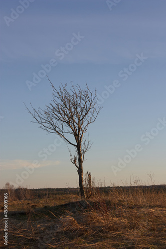 Lonely tree in the steppe