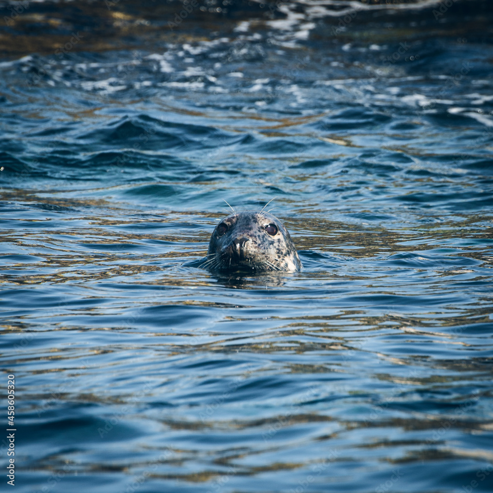 Obraz premium Seal in Sea at Northumberland