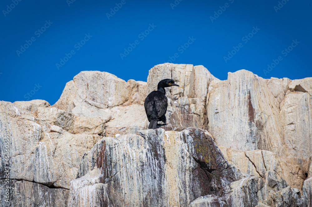 Cormorant on a rock
