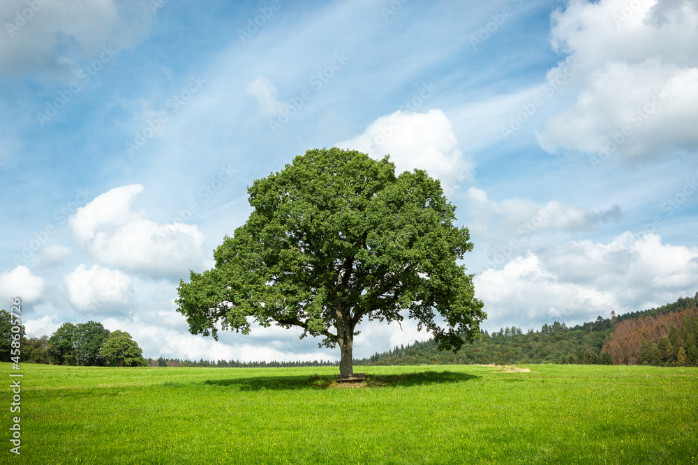 Baum im Sommer auf der grünen Wiese Baum im Sommer auf der grünen Wiese