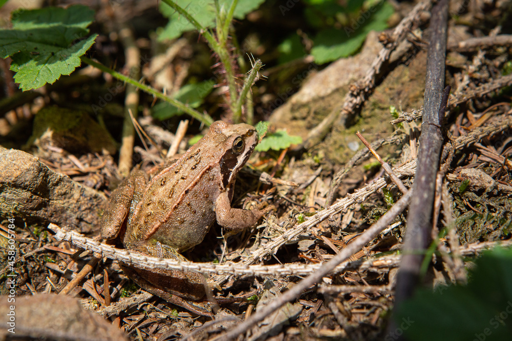 Laubfrosch im Wald Laubfrosch im Wald