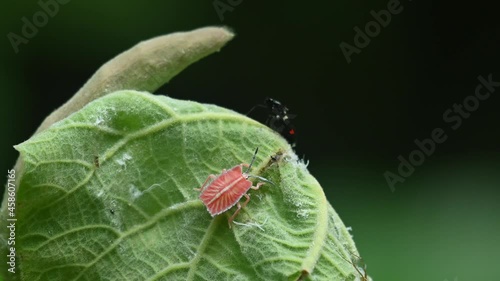 A bug on the top is seen moving with this colorful one, Lychee Stink Bug, Tessaratoma papillosa, Kaeng Krachan National Park, Thailand. photo