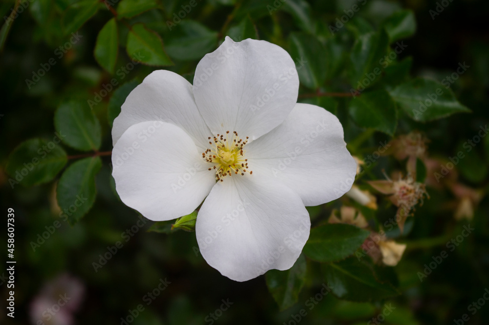 Fototapeta premium Róże