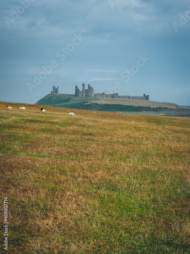 sheep and castle © alister