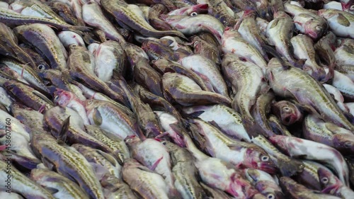 Marine fishing vessel. Close-up. Freshly caught pollock fish rolls down the deck into the hold for processing. A lot of sea fish caught.