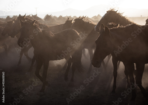 herd of horses © Agata Kadar