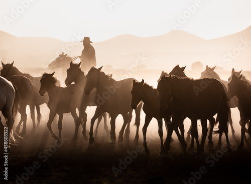 herd of horses at sunset