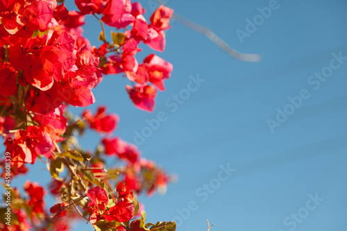 Closeup of great bougainvillea flowers in the blue sky background photo