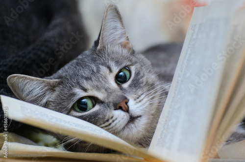 A cat with open eyes lies near an open book between the pages.
