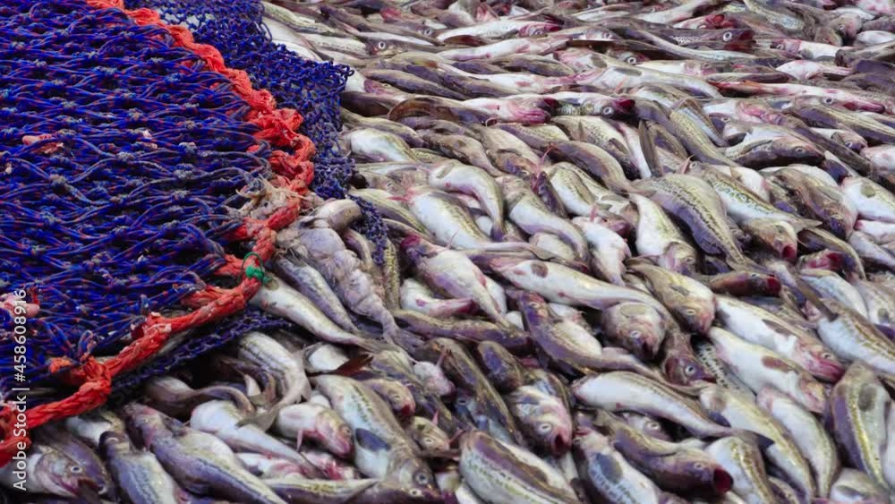 Marine fishing vessel. Close-up. Freshly caught pollock fish falls out of the trawl bag onto the deck. Lots of fresh sea fish on the trawl deck.