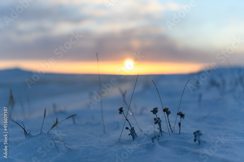 Arctic landscape in winter time. Grass with ice and snow in tundra. Sunset. © Alexey Seafarer