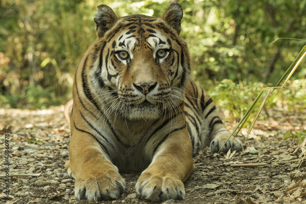 Fototapeta premium Asian tiger sitting on a carpet of leaves in the forest