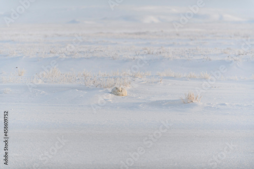 Arctic fox (Vulpes Lagopus) in wilde tundra. Arctic fox lying. Sleeping in tundra.