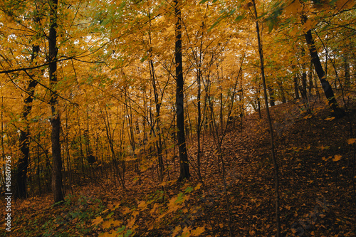 A forest during fall