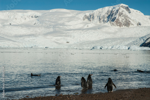 Gentoo Penguin, with snowy mountains in the background,Antartica