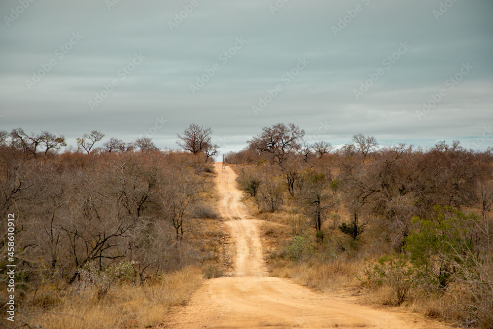 Naklejka premium Dirt road in the African bush.