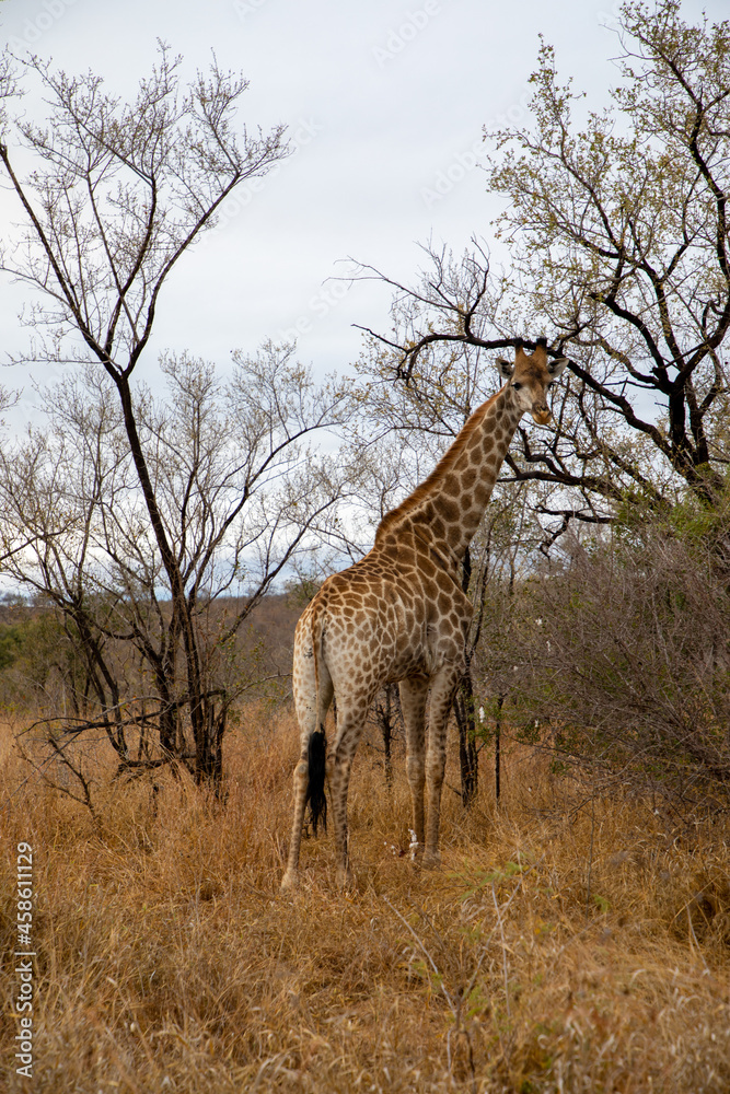 Fototapeta premium Giraffe walking in the savannah