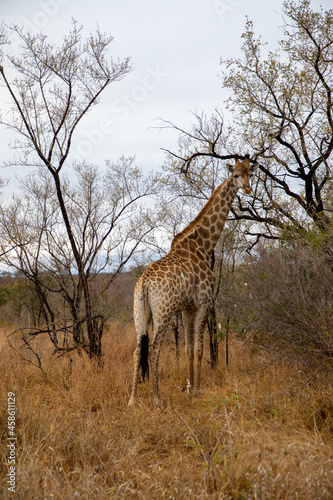 Giraffe walking in the savannah