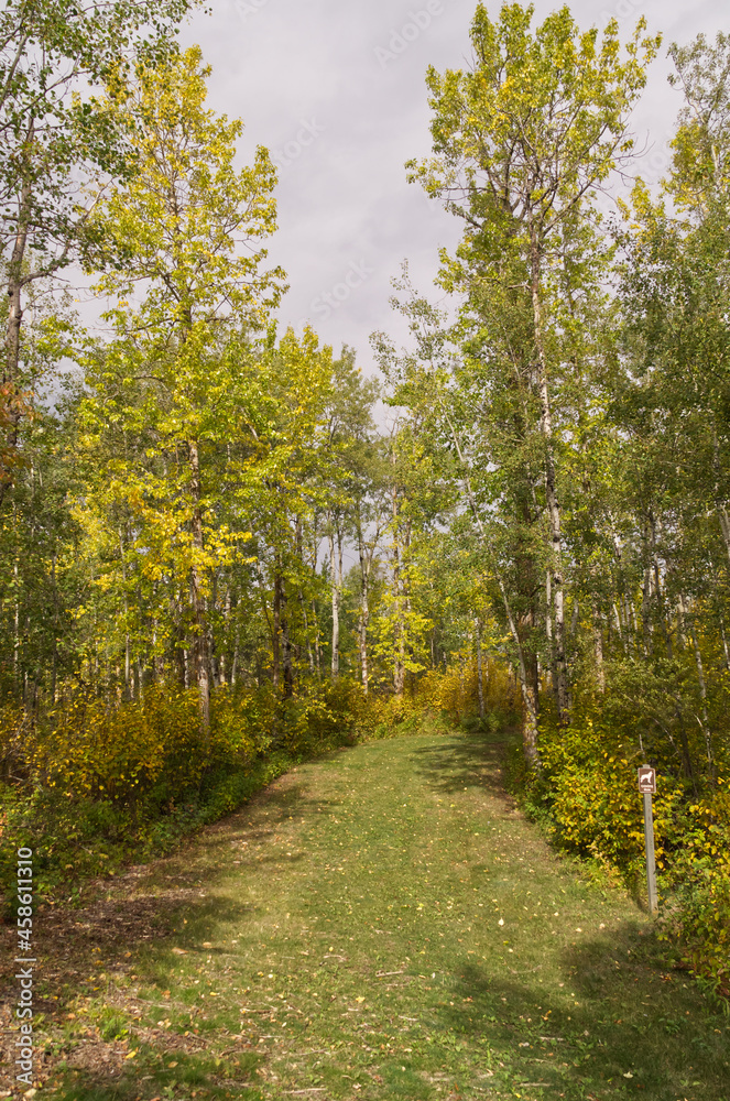 Fototapeta premium Autumn Creeping into the Woods