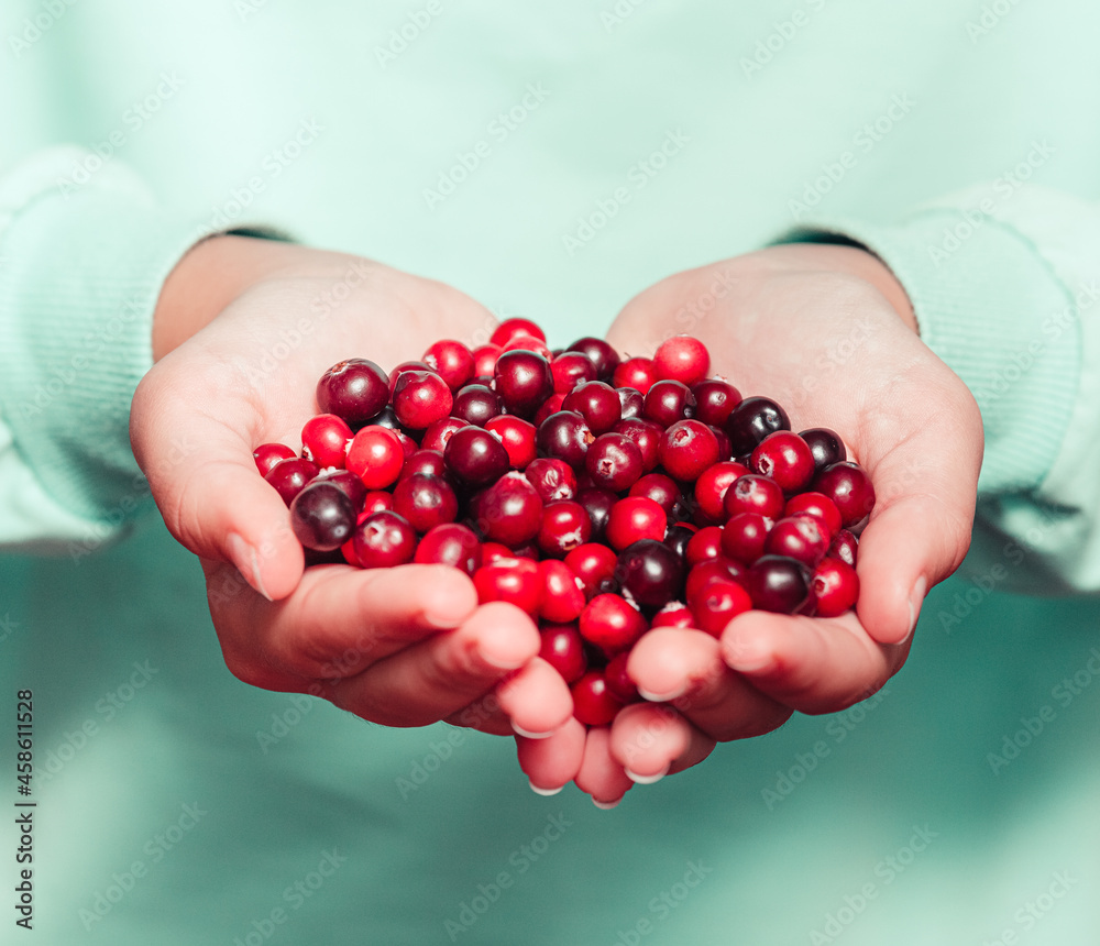 Close up of young woman hands holding red cowberries Close up of young woman hands holding red cowberries