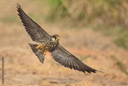 фотографія amur falcon bird of prey in flight