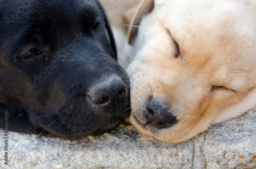 closeup of honeycolor puppy golden retriever on the floor photo