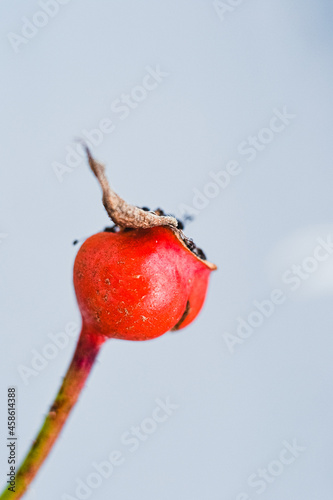 individual rosehip in front of a white snowy background