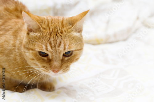 Sad ginger cat is resting on the bed closeup. Portrait of a cat
